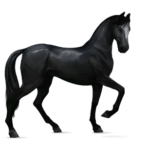 jezdecký kůň american paint horse Černý ryzák tobiano