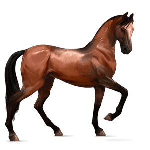 jezdecký kůň finský kůň hnědák