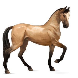 jezdecký kůň arabský plnokrevník hnědák