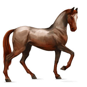 jezdecký kůň anglický plnokrevník plavák