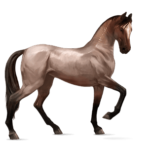 jezdecký kůň andaluský kůň tmavý hnědák