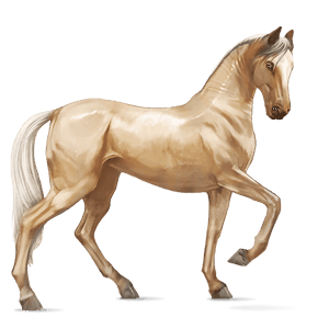 jezdecký kůň appaloosa palomino blanket
