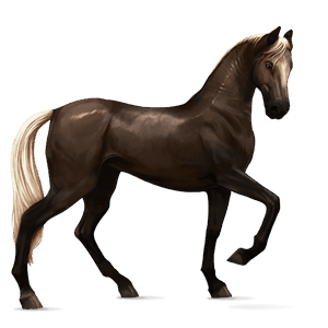 jezdecký kůň lipicán Černý hnědák
