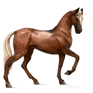 jezdecký kůň american paint horse plavák tobiano