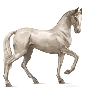 jezdecký kůň achaltekinský kůň plavák