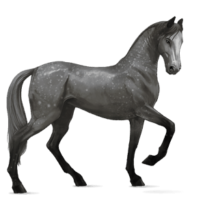 jezdecký kůň francouzský klusák Černý hnědák