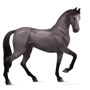jezdecký kůň francouzský klusák ryzák