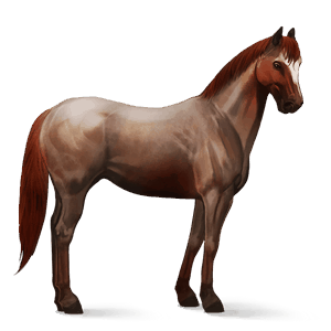 jezdecký kůň quarter horse Černý ryzák