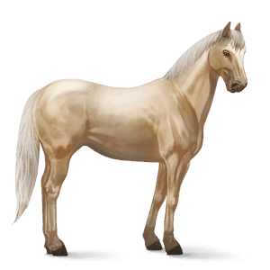 jezdecký kůň arabský plnokrevník smíšený bělouš