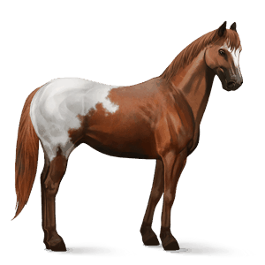 jezdecký kůň american paint horse ryzák tobiano