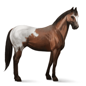 jezdecký kůň american paint horse Černý ryzák overo