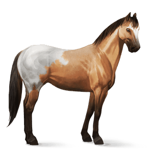jezdecký kůň berberský kůň smíšený bělouš