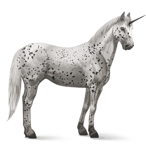 jezdecký jednorožec appaloosa black leopard