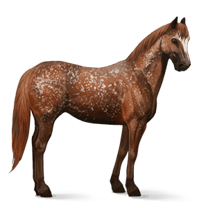 jezdecký kůň american paint horse hnědák overo