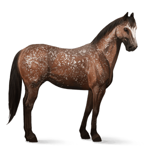 jezdecký kůň appaloosa bay snowflake