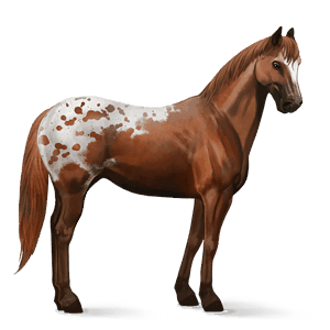 jezdecký kůň american paint horse hnědák tovero 