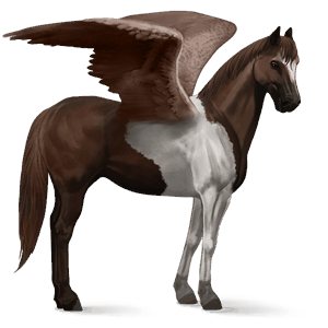 jezdecký pegas american paint horse Černý hnědák tobiano