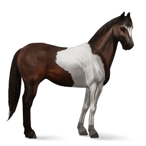 jezdecký kůň american paint horse Černý hnědák tobiano
