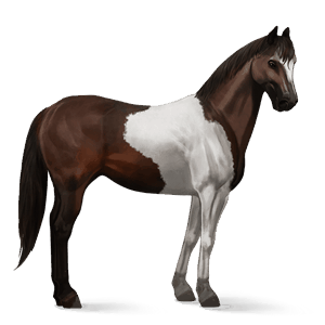 jezdecký kůň american paint horse Černý ryzák tobiano