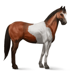 jezdecký kůň american paint horse hnědák tobiano