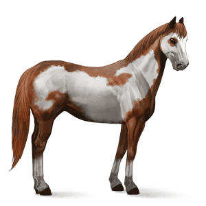 jezdecký kůň american paint horse ryzák overo