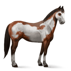 jezdecký kůň american paint horse ryzák tovero