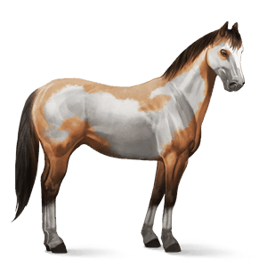 jezdecký kůň american paint horse plavák overo