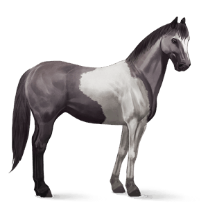 jezdecký kůň american paint horse myšák tobiano