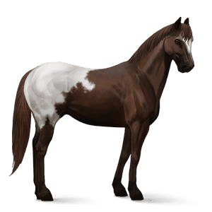 jezdecký kůň american paint horse Černý hnědák tobiano