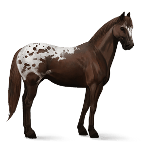 jezdecký kůň american paint horse Červený hnědák overo