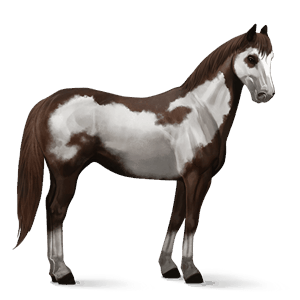 jezdecký kůň american paint horse Černý ryzák overo