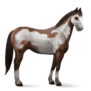 jezdecký kůň american paint horse hnědák overo