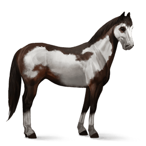 jezdecký kůň american paint horse Černý hnědák overo