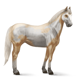 jezdecký kůň american paint horse palomino overo