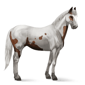 jezdecký kůň american paint horse hnědák tovero 