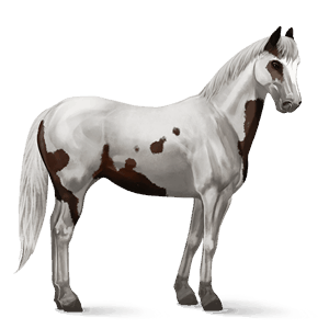 jezdecký kůň american paint horse Černý hnědák tovero 