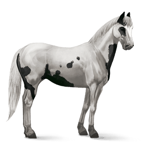 jezdecký kůň american paint horse hnědák overo