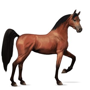 jezdecký kůň arabský plnokrevník tmavý hnědák
