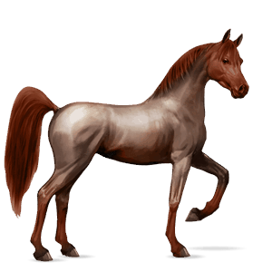 jezdecký kůň arabský plnokrevník Červený bělouš