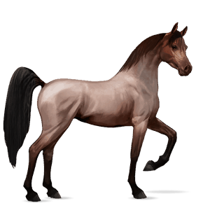 jezdecký kůň shagya – arab myšák