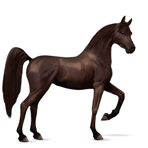 jezdecký kůň arabský plnokrevník Černý ryzák