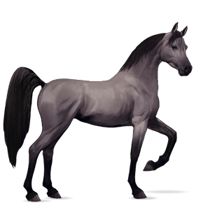 jezdecký kůň andaluský kůň hnědák