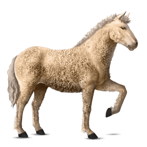 jezdecký kůň arabský plnokrevník hnědý bělouš