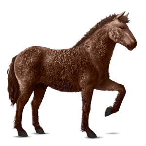 jezdecký kůň kwpn tmavý hnědák
