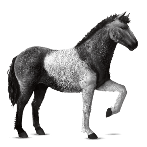 jezdecký kůň andaluský kůň játrový ryzák
