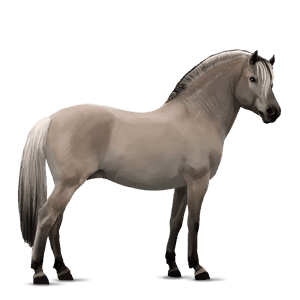 poník haflinger palomino