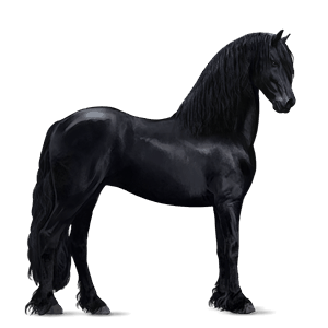 jezdecký kůň argentinský kreolský kůň black spotted blanket