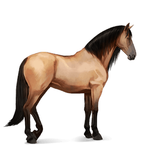 jezdecký kůň hannoverský kůň plavák