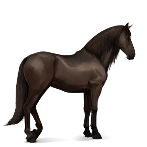 jezdecký kůň andaluský kůň Černý ryzák