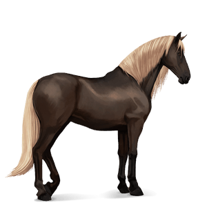 jezdecký kůň francouzský jezdecký kůň Černý hnědák